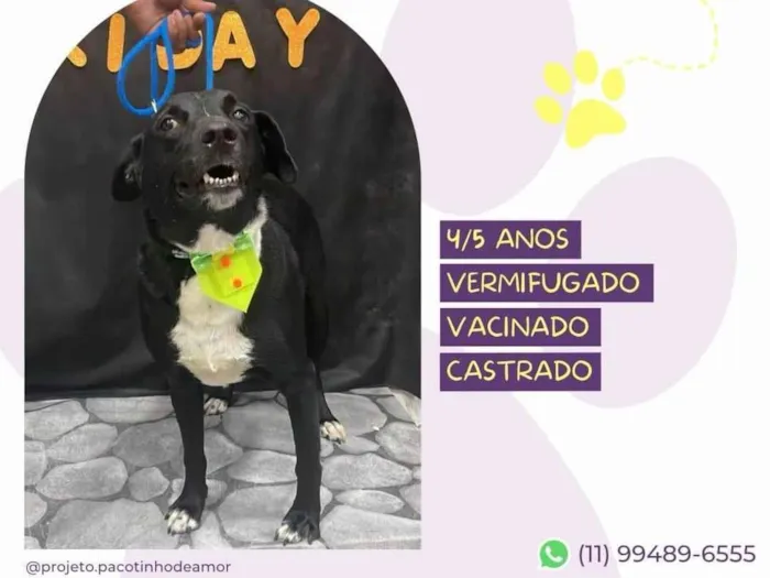 Cachorro ra a SRD-ViraLata idade 5 anos nome Negão 