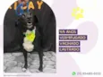 Negão