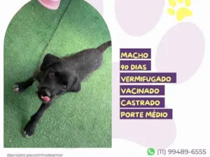 Cachorro raça SRD-ViraLata idade 2 a 6 meses nome Otto