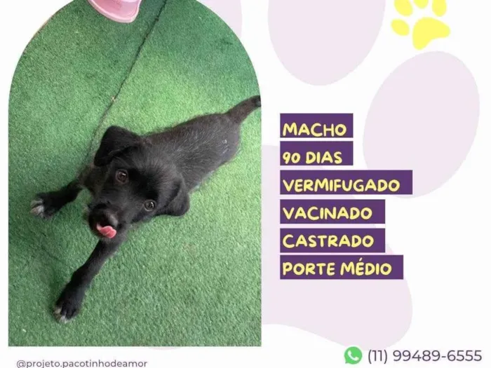 Cachorro ra a SRD-ViraLata idade 2 a 6 meses nome Otto