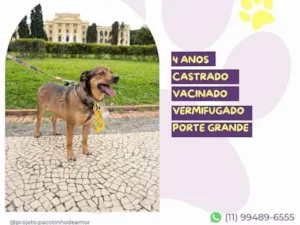 Cachorro raça SRD-ViraLata idade 4 anos nome Pluto