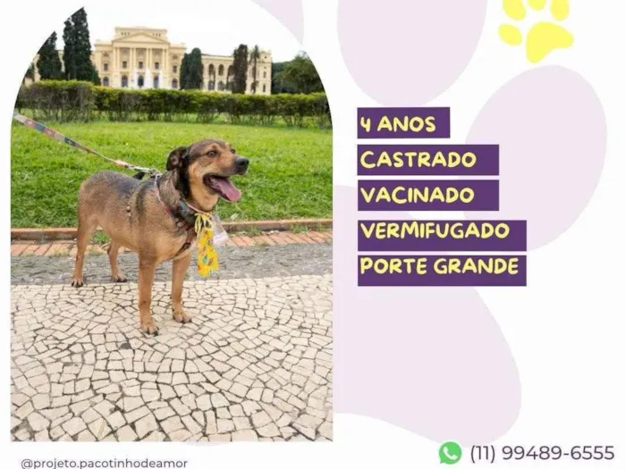 Cachorro ra a SRD-ViraLata idade 4 anos nome Pluto
