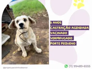 Cachorro raça SRD-ViraLata idade 5 anos nome Popeye