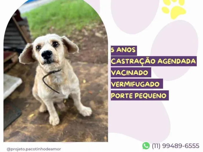 Cachorro ra a SRD-ViraLata idade 5 anos nome Popeye