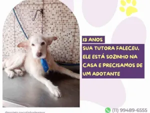 Cachorro raça SRD-ViraLata idade 6 ou mais anos nome Pingo