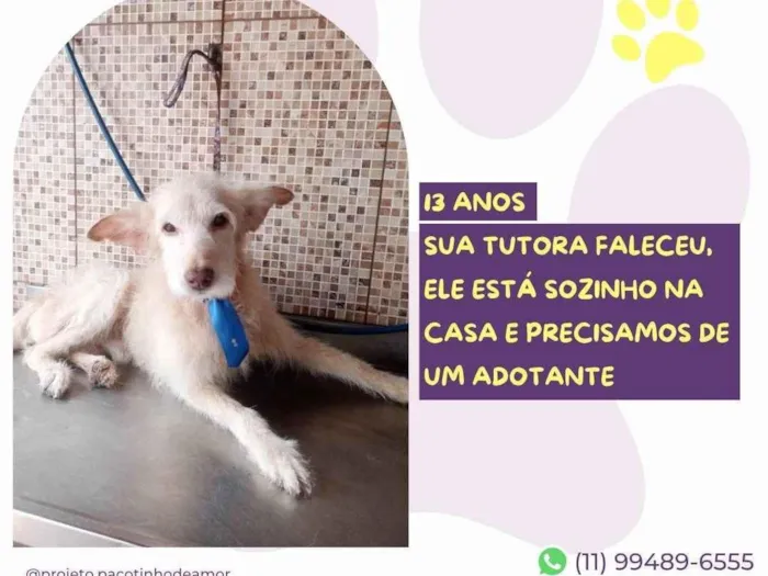 Cachorro ra a SRD-ViraLata idade 6 ou mais anos nome Pingo