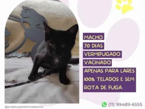 Gato raça SRD-ViraLata idade 7 a 11 meses nome Rudolfo