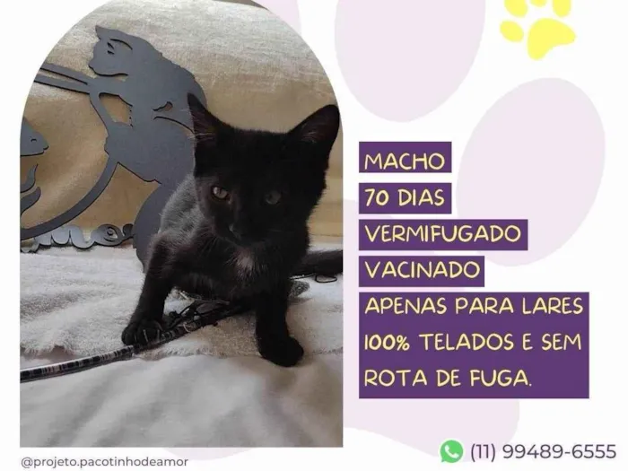 Gato ra a SRD-ViraLata idade 7 a 11 meses nome Rudolfo