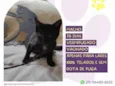 Rudolfo