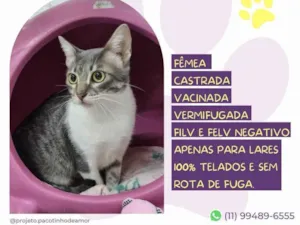 Gato raça SRD-ViraLata idade 7 a 11 meses nome Saray