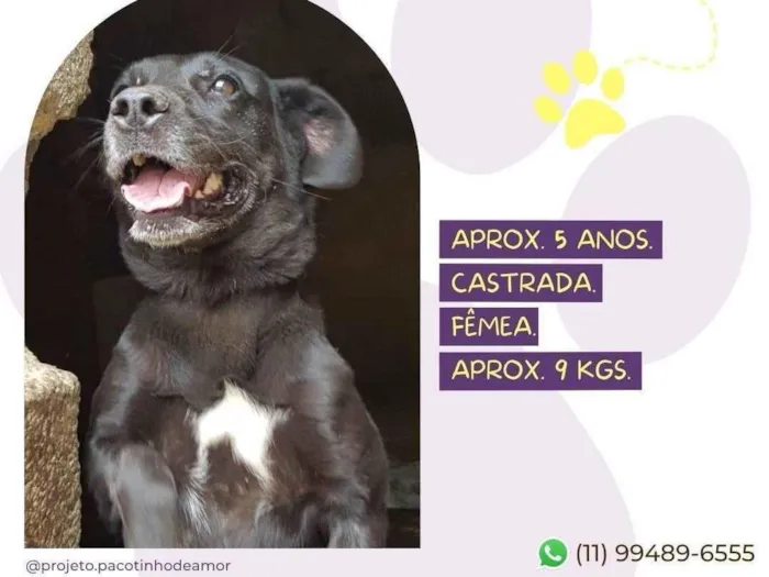 Cachorro ra a SRD-ViraLata idade 5 anos nome Shena