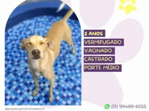Cachorro raça SRD-ViraLata idade 2 anos nome Start