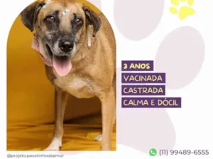 Cachorro raça SRD-ViraLata idade 3 anos nome Stella