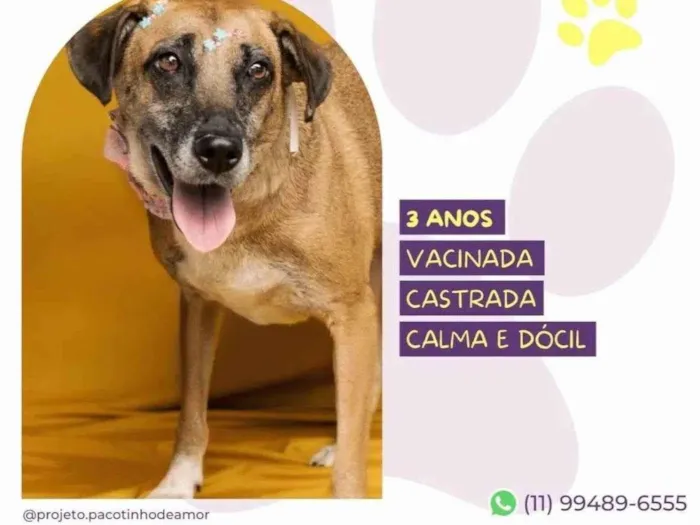 Cachorro ra a SRD-ViraLata idade 3 anos nome Stella