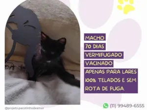 Gato raça SRD-ViraLata idade 2 a 6 meses nome Tiny