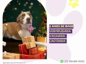 Cachorro raça Pit-Bull idade 2 anos nome Zara