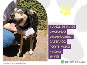 Cachorro raça SRD-ViraLata idade 5 anos nome Zeca