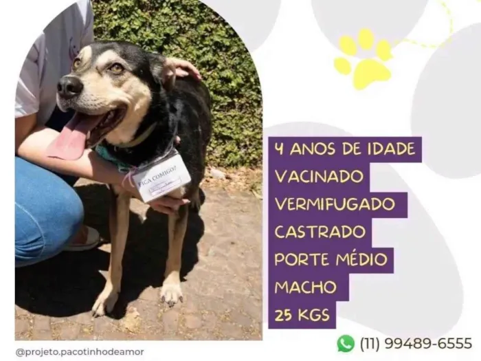 Cachorro ra a SRD-ViraLata idade 5 anos nome Zeca