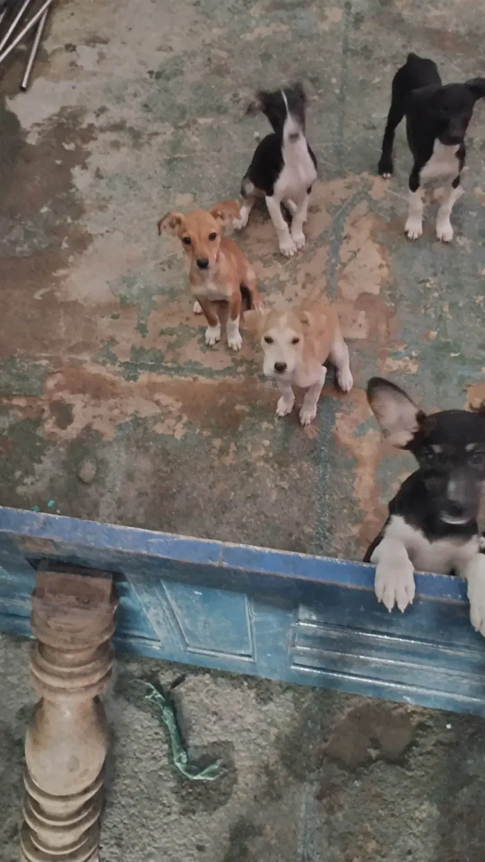 Cachorro ra a SRD-ViraLata idade 2 a 6 meses nome Nina Sofia baixinho e Pandora 