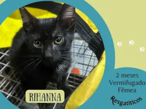 Gato raça SRD-ViraLata idade 2 a 6 meses nome Rihanna