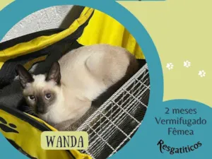 Gato raça SRD-ViraLata idade 2 a 6 meses nome Wanda