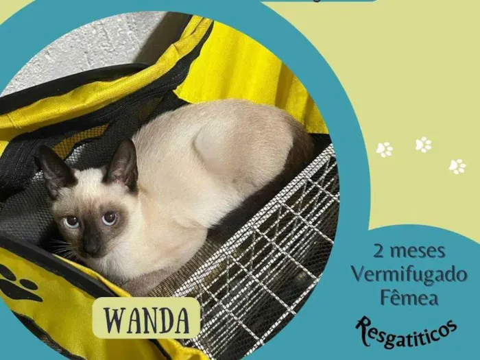 Gato ra a SRD-ViraLata idade 2 a 6 meses nome Wanda