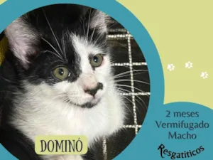 Gato raça SRD-ViraLata idade 2 a 6 meses nome Dominó