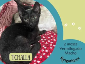 Gato raça SRD-ViraLata idade 2 a 6 meses nome Tchalla