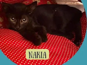 Gato raça SRD-ViraLata idade 2 a 6 meses nome Nakia