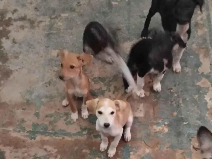 Cachorro ra a SRD-ViraLata idade 2 a 6 meses nome Nina Sofia baixinho e Pandora 