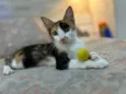 Lola