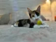 Lola