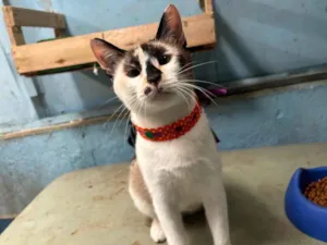 Gato raça SRD-ViraLata idade 1 ano nome Nina