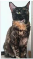 MEG