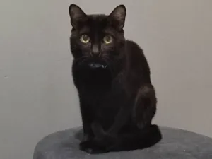 Gato raça Gato preto idade 1 ano nome Chris