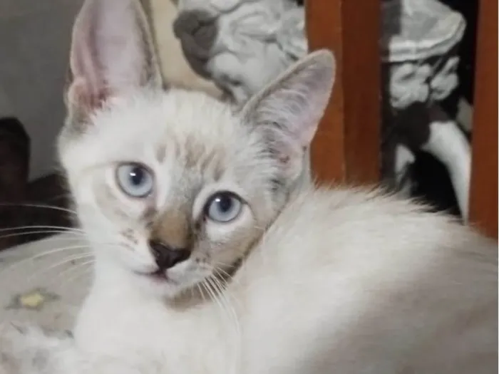 Gato ra a Srd idade Abaixo de 2 meses nome Pedroca