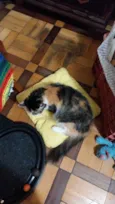 Amora