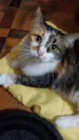 Amora