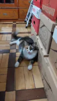 Amora