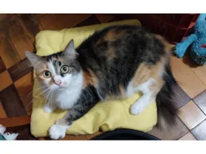 Gato raça SRD-ViraLata idade 3 anos nome Amora