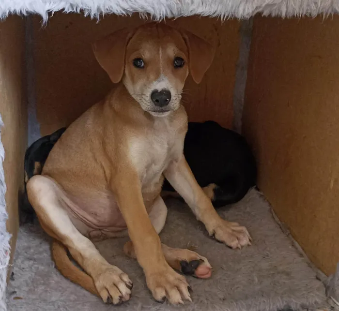 Cachorro ra a SRD-ViraLata idade 2 a 6 meses nome Athena