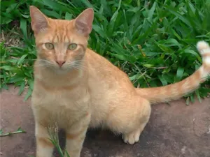 Gato raça SRD-ViraLata idade 7 a 11 meses nome N I C K