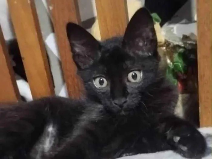 Gato ra a Srd idade Abaixo de 2 meses nome Thiaguinho 