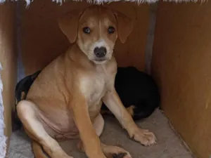 Cachorro raça SRD-ViraLata idade 2 a 6 meses nome Athena