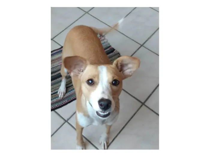 Cachorro ra a Srd idade 1 ano nome Candoca