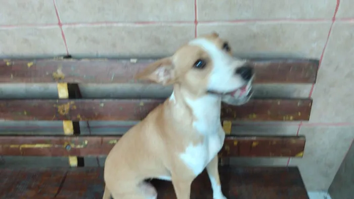 Cachorro ra a Srd idade 1 ano nome Candoca