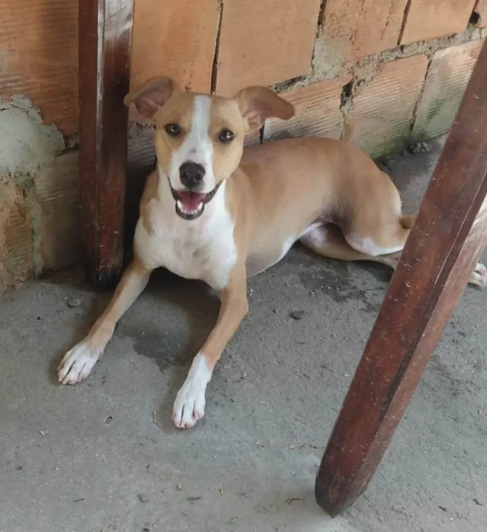 Cachorro ra a Srd idade 1 ano nome Candoca