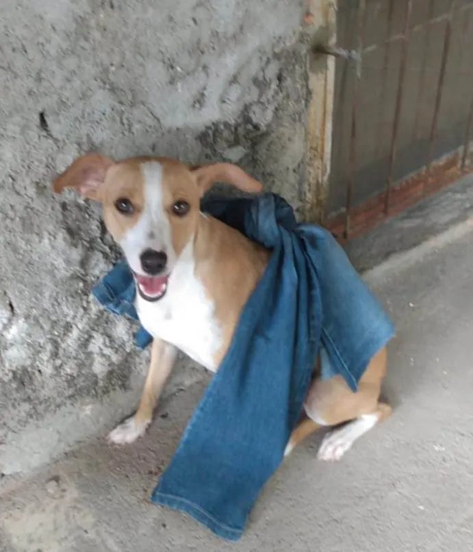Cachorro ra a Srd idade 1 ano nome Candoca