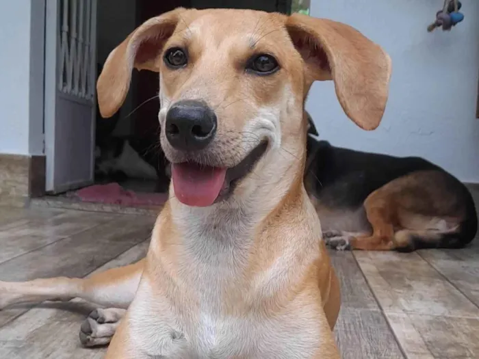 Cachorro ra a SRD-ViraLata idade 7 a 11 meses nome Melzinha