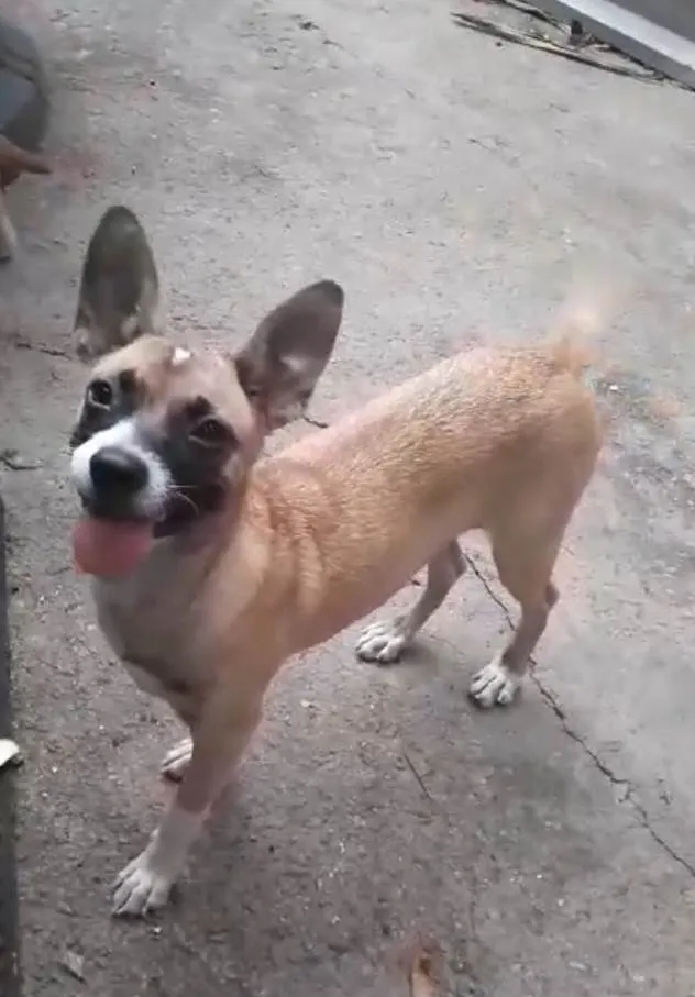 Cachorro ra a SRD-ViraLata idade 7 a 11 meses nome Tiana 